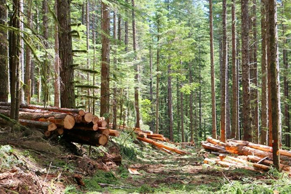 حماية البيئة والتنمية المستدامة
